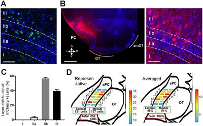 Learning-dependent structural plasticity of intracortical and sensory connections to functional domains of the olfactory tubercle